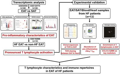 T lymphocyte characteristics and immune repertoires in the epicardial adipose tissue of heart failure patients